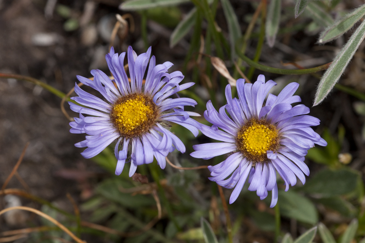 Image of largeflower fleabane