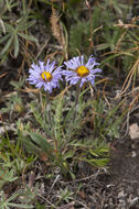 Image of largeflower fleabane