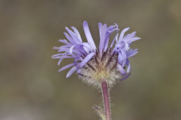 Image of largeflower fleabane