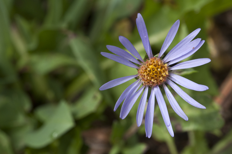 Plancia ëd Eurybia merita (A. Nels.) G. L. Nesom