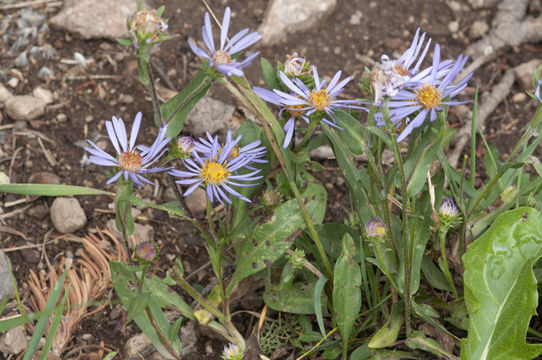 Image of subalpine aster