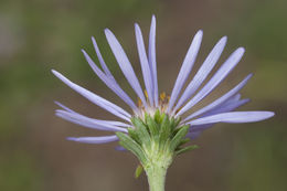 Eurybia merita (A. Nels.) G. L. Nesom resmi