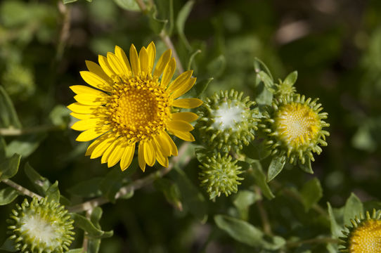 Image of Curly-cup gumweed