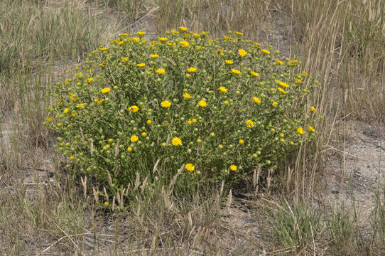 Image of Curly-cup gumweed