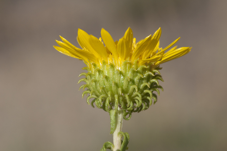 Imagem de Grindelia squarrosa (Pursh) Dunal