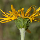 Image of <i>Pyrrocoma <i>crocea</i></i> var. crocea