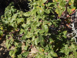 Image of Bursera hindsiana (Benth.) Engl.