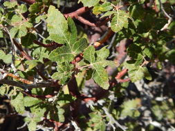 Image of Bursera hindsiana (Benth.) Engl.