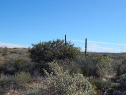 Image of Bursera hindsiana (Benth.) Engl.