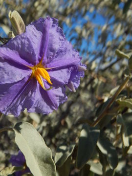 Image of Hinds' nightshade