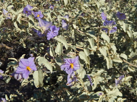 Image of Hinds' nightshade