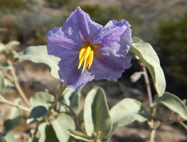 Image of Hinds' nightshade