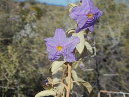 Image of Hinds' nightshade