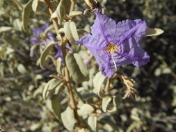 Image of Hinds' nightshade