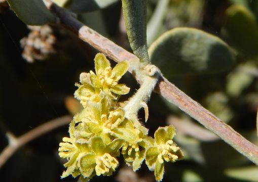 Imagem de Simmondsia chinensis (Link) C. K. Schneid.