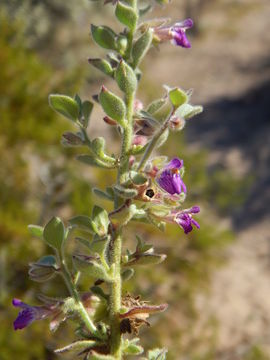 Sivun Pseudorontium cyathiferum (Benth.) Rothm. kuva