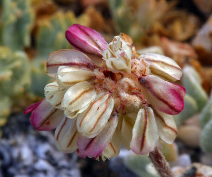 Image of brownmargin buckwheat