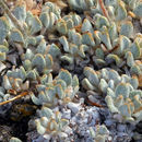 Image of brownmargin buckwheat