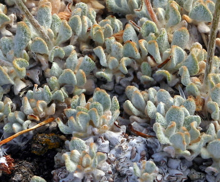 Image of brownmargin buckwheat