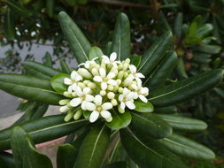 Image de Pittosporum tobira (Murray) Aiton fil.