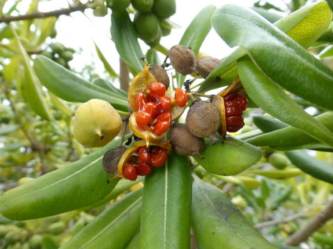 Image de Pittosporum tobira (Murray) Aiton fil.