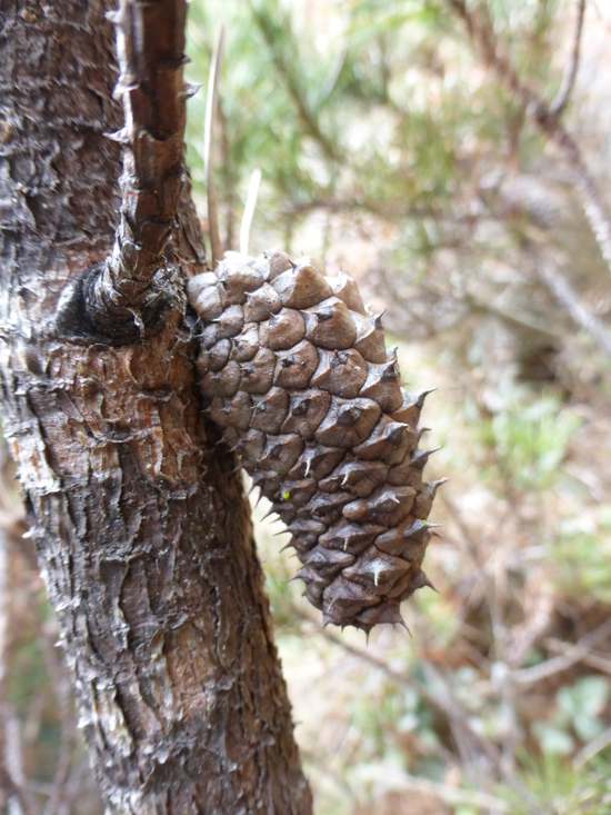 Image of <i>Pinus <i>contorta</i></i> ssp. contorta