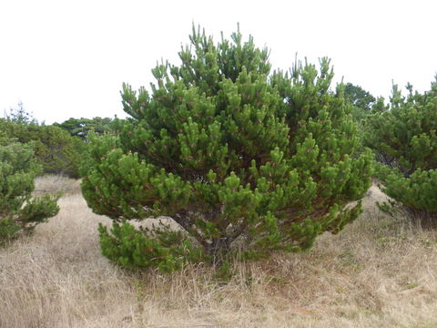 Image of <i>Pinus <i>contorta</i></i> ssp. contorta