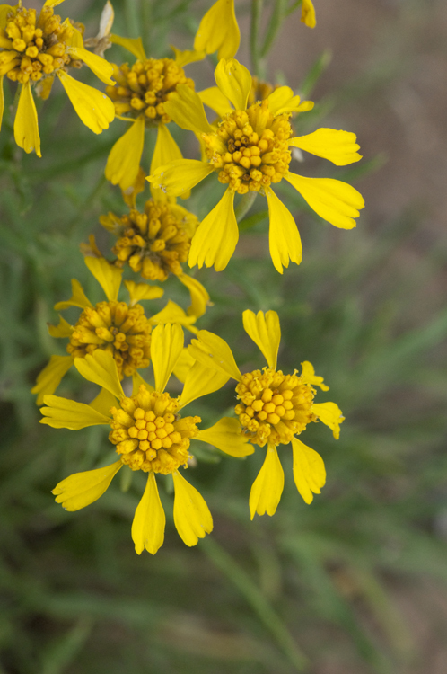 Image of Colorado rubberweed