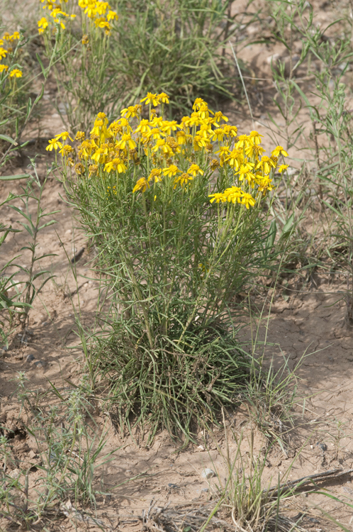 Image of Colorado rubberweed