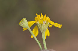 Image of Colorado rubberweed