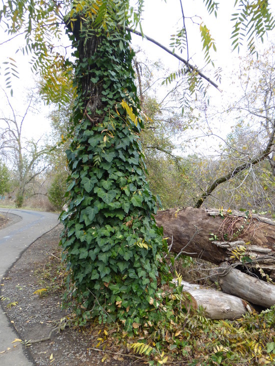 Image of English ivy