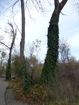 Image of English ivy