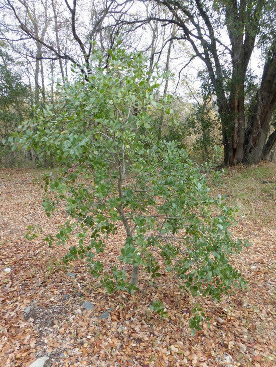 Image of California Live Oak