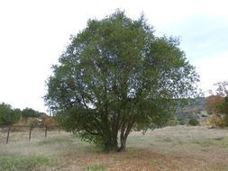 Image of California Live Oak