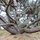 Sivun Montereynmänty kuva