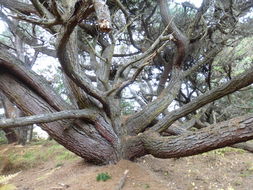 Image of Cedros Island Pine
