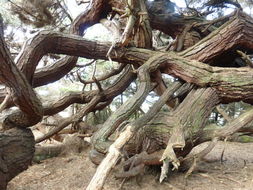 Image of Cedros Island Pine