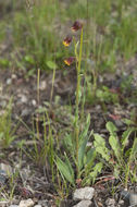 Image of Hall's ragwort