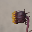 Image of Hall's ragwort