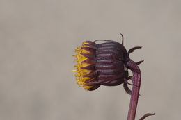 Image of Hall's ragwort