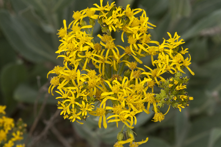 Plancia ëd Senecio atratus Greene