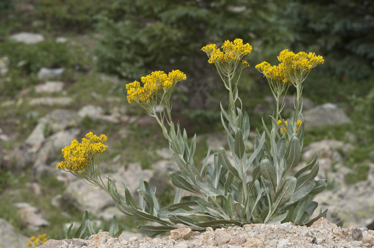 Image of tall blacktip ragwort