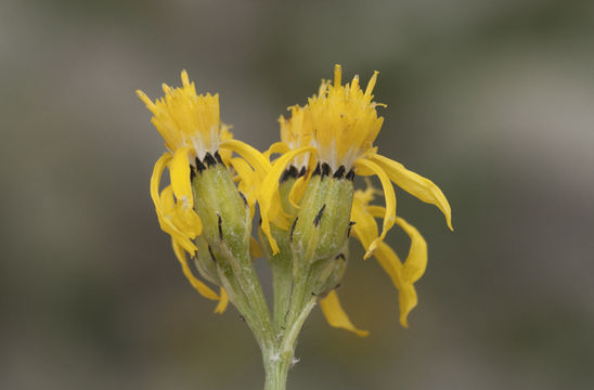 Image of tall blacktip ragwort