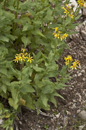 Imagem de Senecio triangularis Hook.