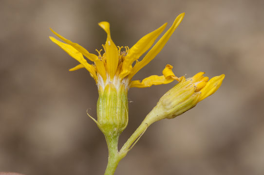 Imagem de Senecio triangularis Hook.