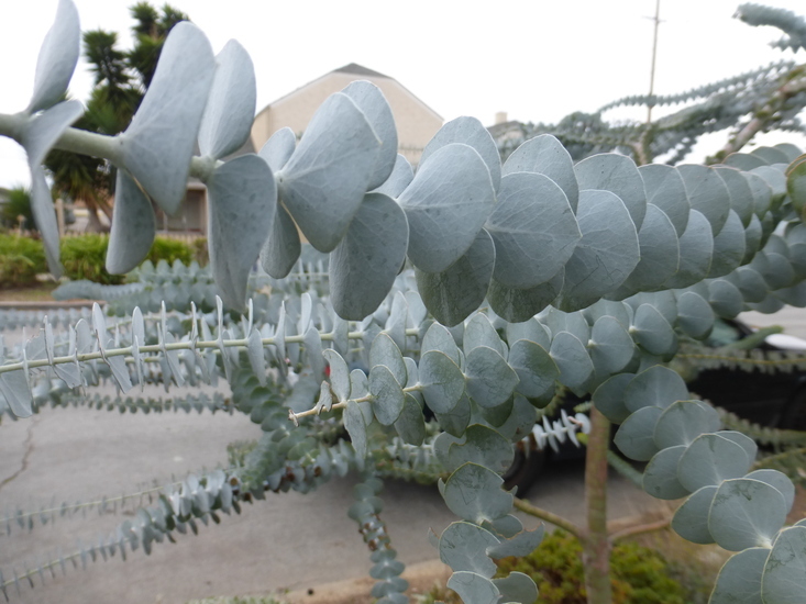 Image of Silver-leaved Mountain Gum