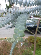 Image of Silver-leaved Mountain Gum