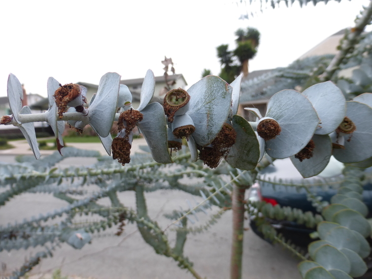 Image of Silver-leaved Mountain Gum