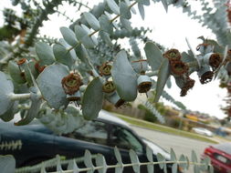 Image of Silver-leaved Mountain Gum