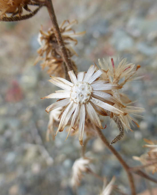 Image of stink aster